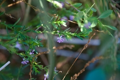 Lythrum californicum