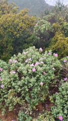 Cistus albidus