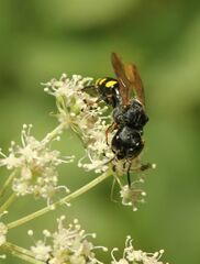 Crabroninae