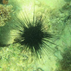 Echinoidea