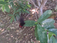 Mimoides ilus branchus