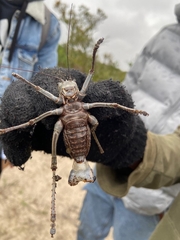 Hetrodes pupus