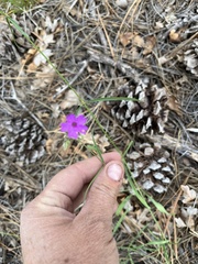 Mirabilis linearis