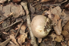 Scleroderma areolatum