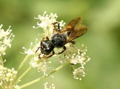 Crabroninae