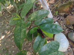 Mimoides ilus branchus