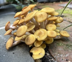Desarmillaria caespitosa
