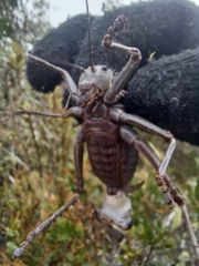 Hetrodes pupus