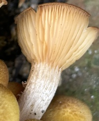 Desarmillaria caespitosa