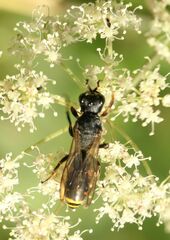 Crabroninae
