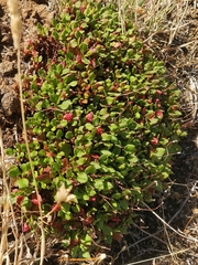 Rumex bucephalophorus canariensis