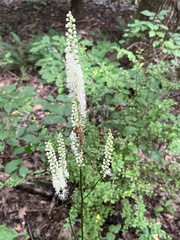 Actaea racemosa