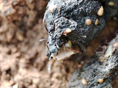 Aphaenogaster senilis