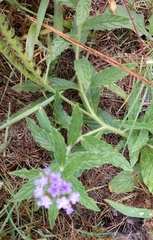 Heliotropium amplexicaule