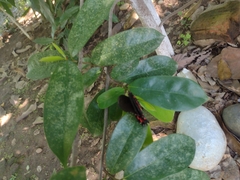 Mimoides ilus branchus