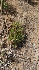 Rumex bucephalophorus canariensis