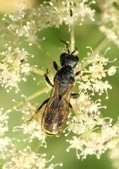 Crabroninae