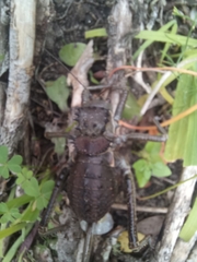 Hetrodes pupus