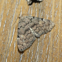Idia concisa