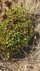 Rumex bucephalophorus canariensis