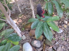 Mimoides ilus branchus