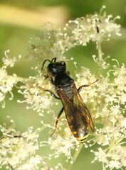 Crabroninae