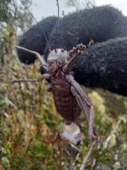 Hetrodes pupus