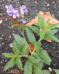 Heliotropium amplexicaule