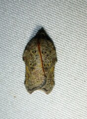 Acleris effractana