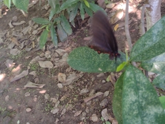 Mimoides ilus branchus