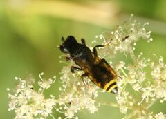 Crabroninae
