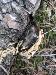 Fomitopsis pinicola