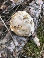 Fomitopsis pinicola