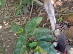 Mimoides ilus branchus