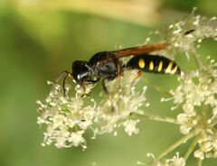 Crabroninae