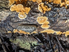 Philomycus carolinianus