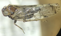 Melanoliarus placitus