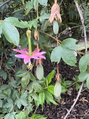 Passiflora tarminiana