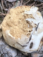Fomitopsis pinicola