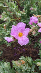 Cistus albidus