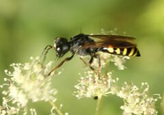 Crabroninae