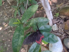 Mimoides ilus branchus