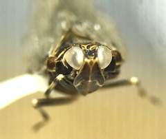 Melanoliarus placitus