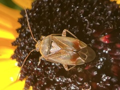 Lygus rugulipennis