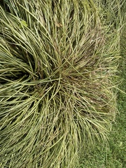 Equisetum arvense