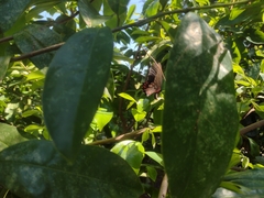 Mimoides ilus branchus