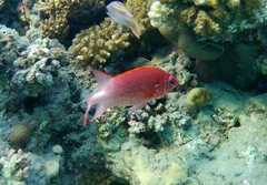 Sargocentron caudimaculatum