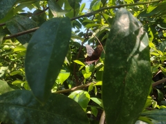 Mimoides ilus branchus