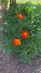 Tagetes erecta