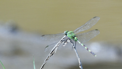 Erythemis vesiculosa